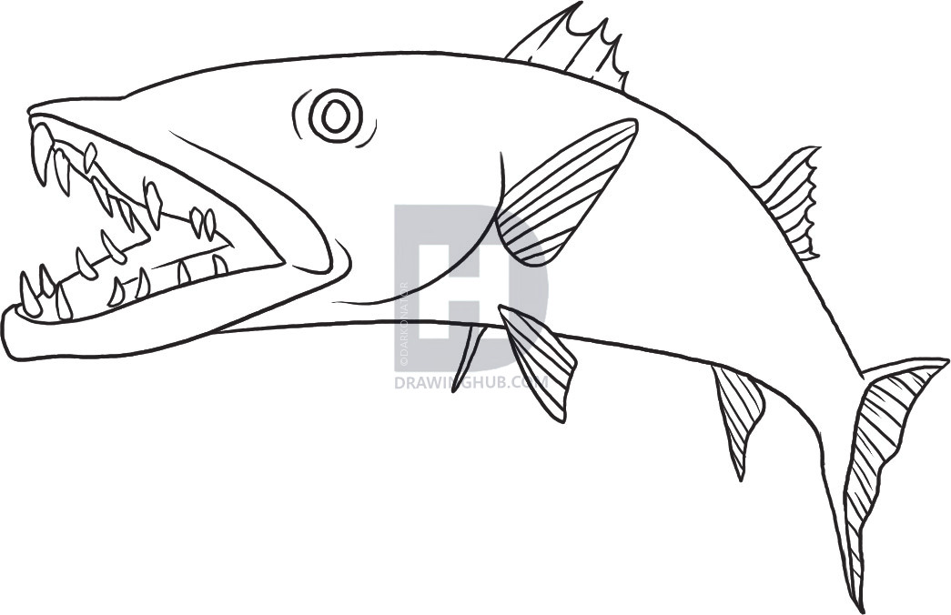 Barracuda Coloring Page