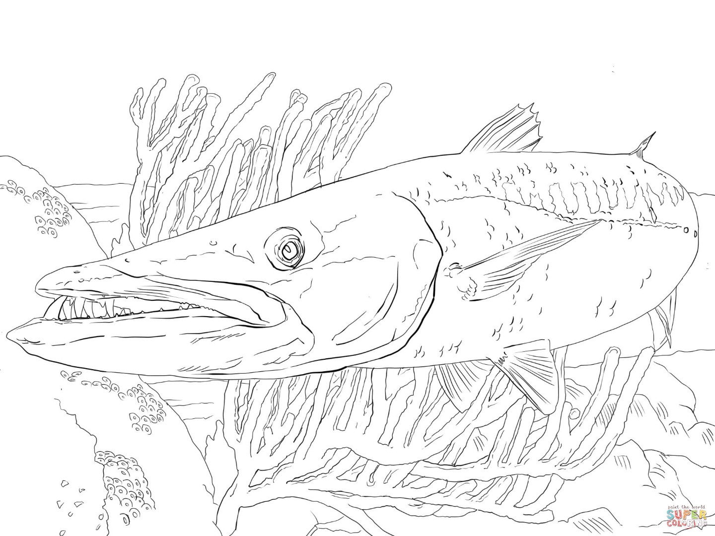 1440x1080 Barracuda Coloring Pages Download And Print For Free