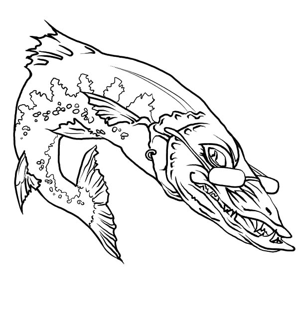 600x674 Barracuda Coloring Page Color Bros