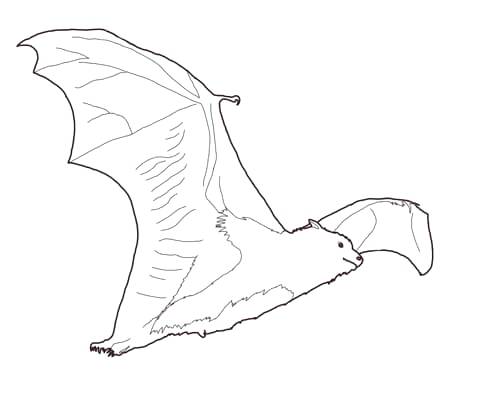 480x400 Fruit Bat Coloring Page Free Printable Coloring Pages Click To See