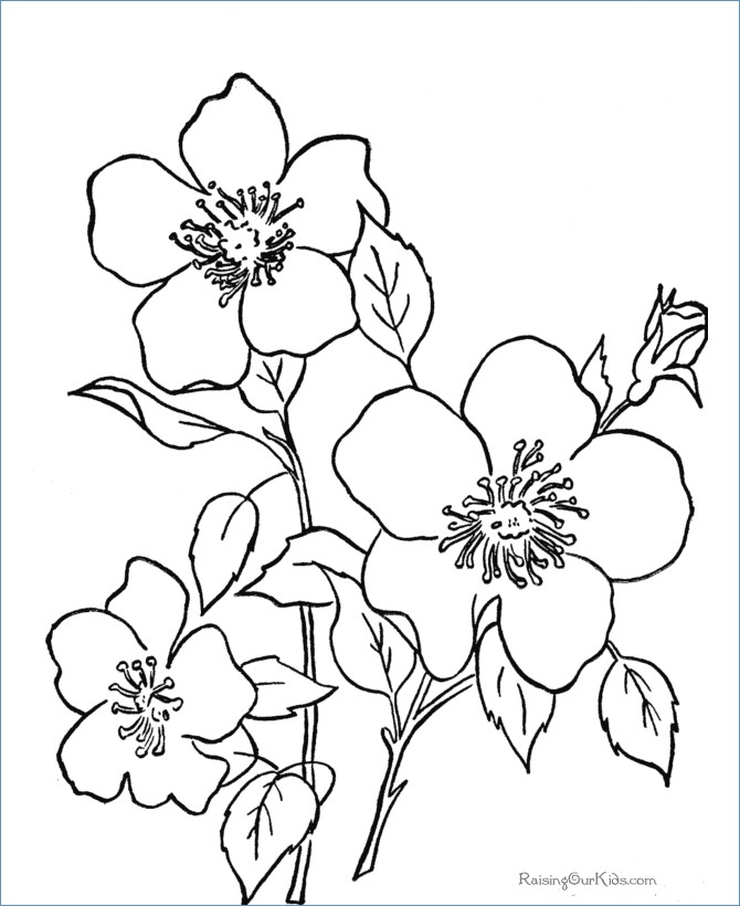 Easy Printable Flower Coloring Pages 670x820 Easy Printable Flower Coloring Pages