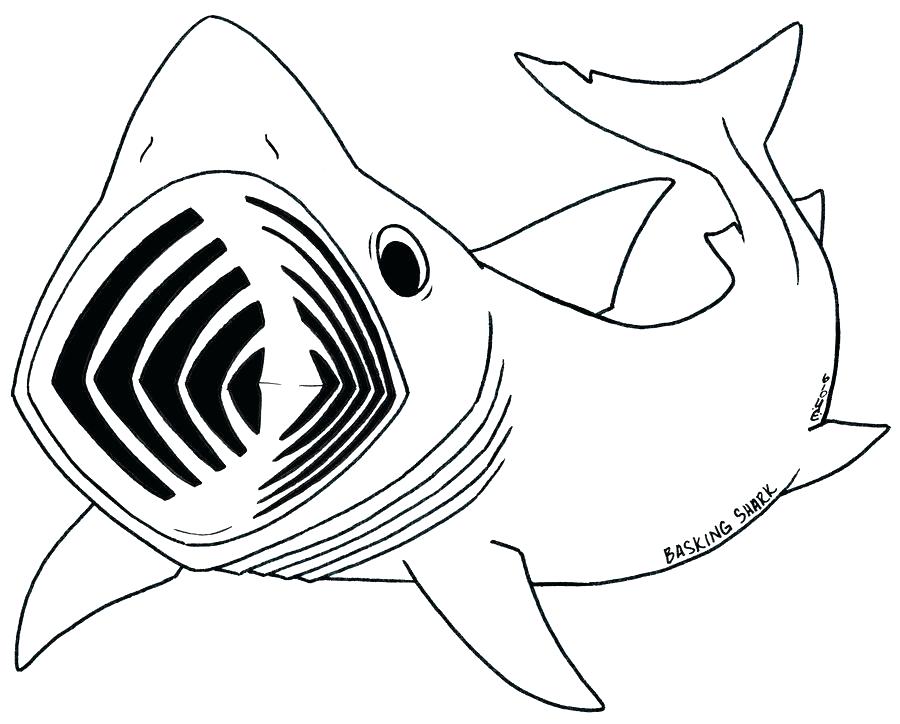 900x724 Megalodon Coloring Pages Coloring Pages Whale Shark Line Drawing 3