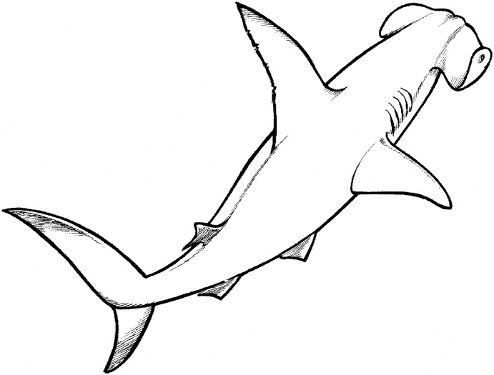 691x525 Shark Coloring Pages (26) Coloring Kids