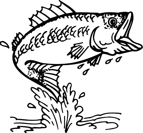 600x561 Bass Fish Coloring Pages