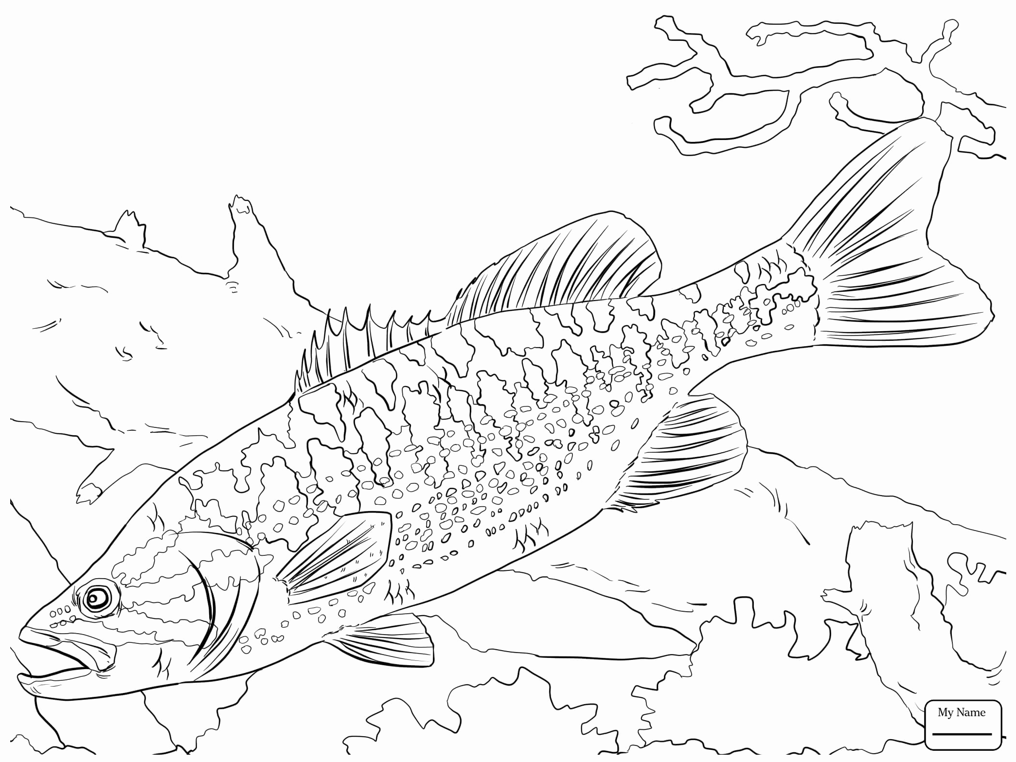 2089x1567 Fish Coloring Pages Of Bass Fish Ohmygirl.us