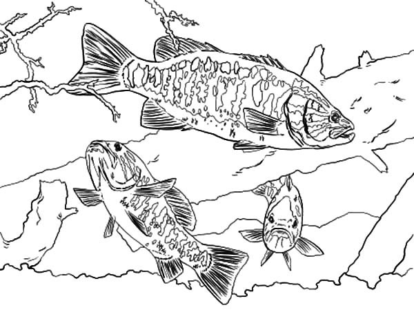 600x449 Smallmouth Bass Fish Coloring Pages Best Place To Color