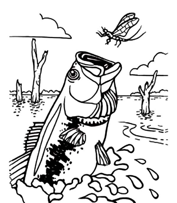 600x687 Bass Fish Catching Dragonfly Coloring Pages Best Place To Color