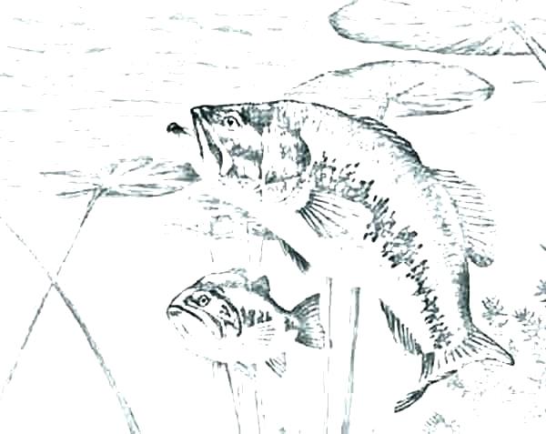 Bass Coloring Pages Guitar Coloring Page Gallery Guitar Coloring 600x477 Bass Coloring Pages Guitar Coloring Page Gallery Guitar Coloring