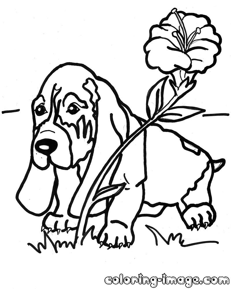 800x1000 Basset Hound Puppy With A Flower Free Coloring Pages For Kids