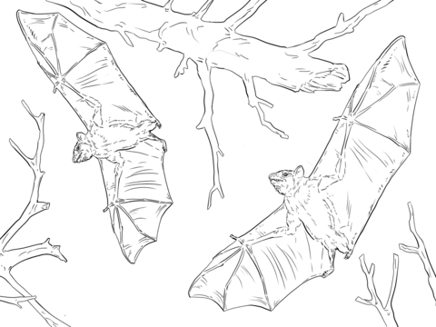 Bat Coloring Pages Printable Coloring Page 480x360 Bat Coloring Pages Printable Coloring Page