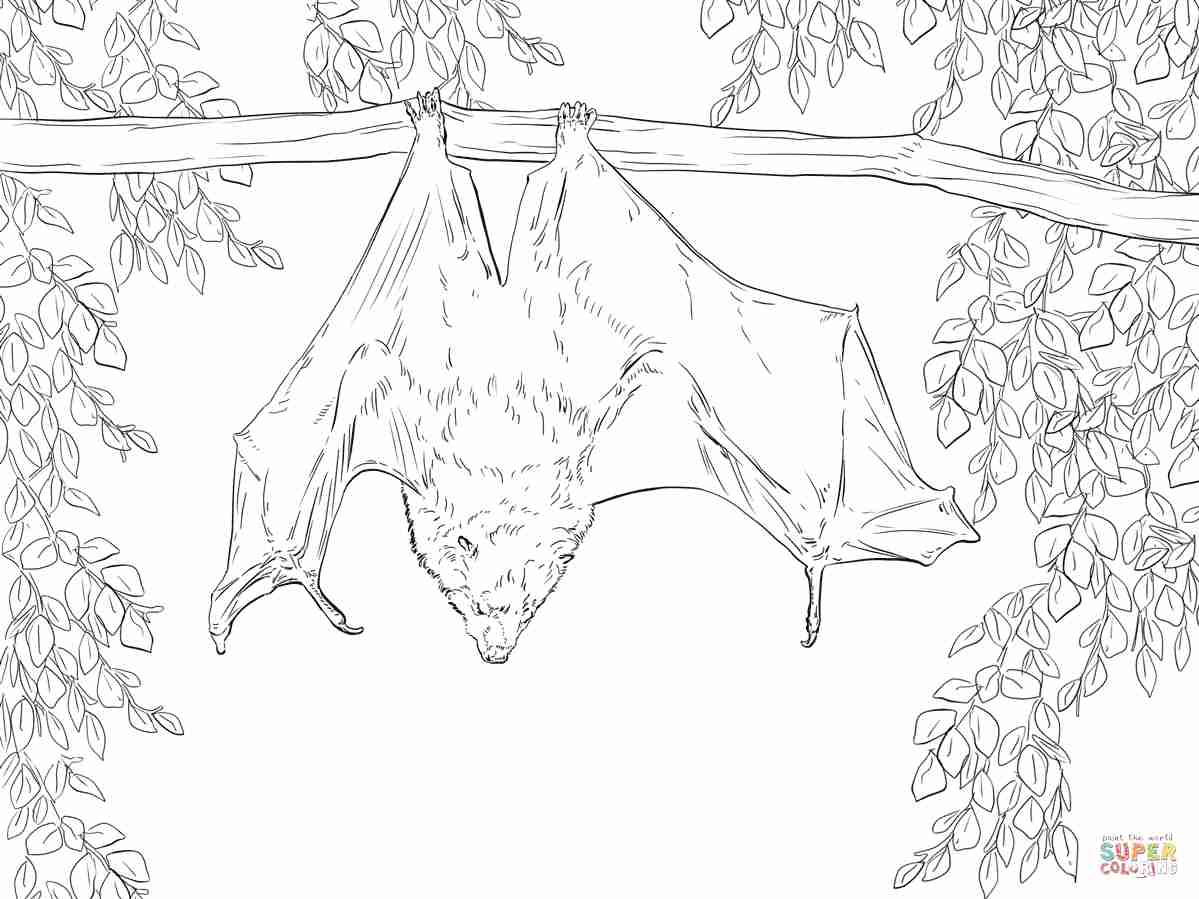 Rodrigues Fruit Bat Coloring Page Free Printable Pages Brilliant 1199x899 Rodrigues Fruit Bat Coloring Page Free Printable Pages Brilliant