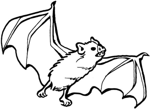 480x349 Bat Colouring Pages Vampire Bat Coloring Page Free Printable