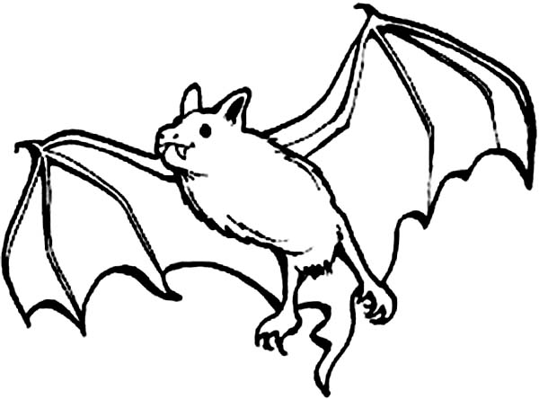 600x444 Bats, Picture Of Bats Coloring Page Coloring 4 Kids Halloween