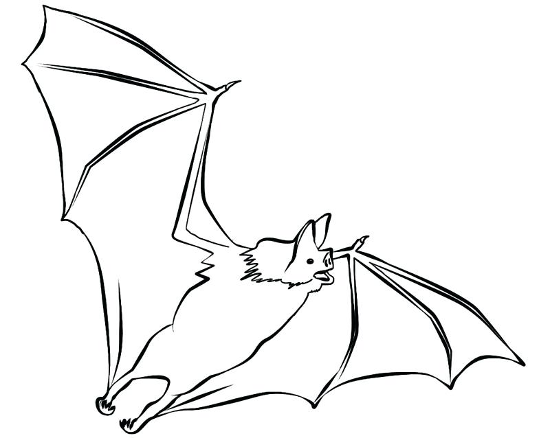 800x638 Free Coloring Pictures Of Bats Printable Coloring Printable Bat