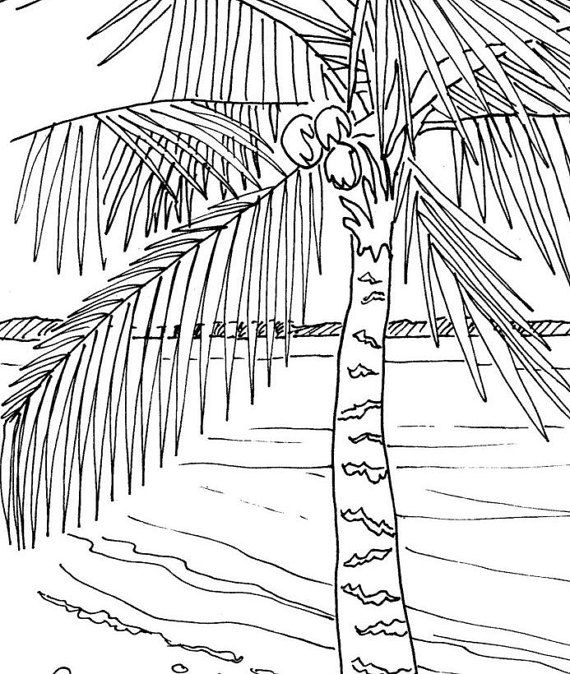 Palm Tree Coloring Page 570x674 Palm Tree Coloring Page