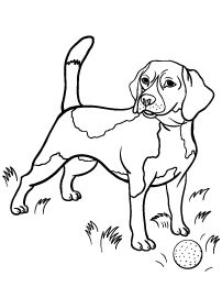 Beagle Coloring Pages