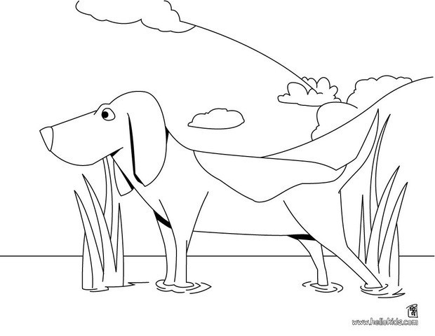 620x480 Beagle Coloring Pages