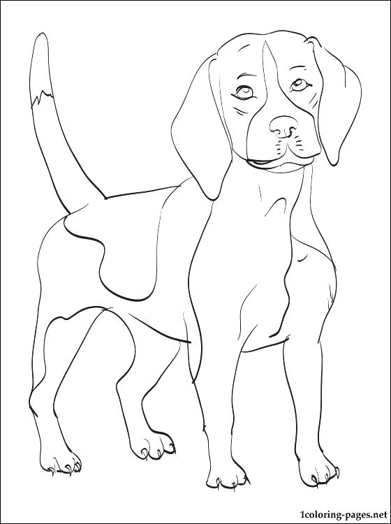 560x750 Beagle Coloring Pages Beagle Coloring Beagle Coloring Page Beagle