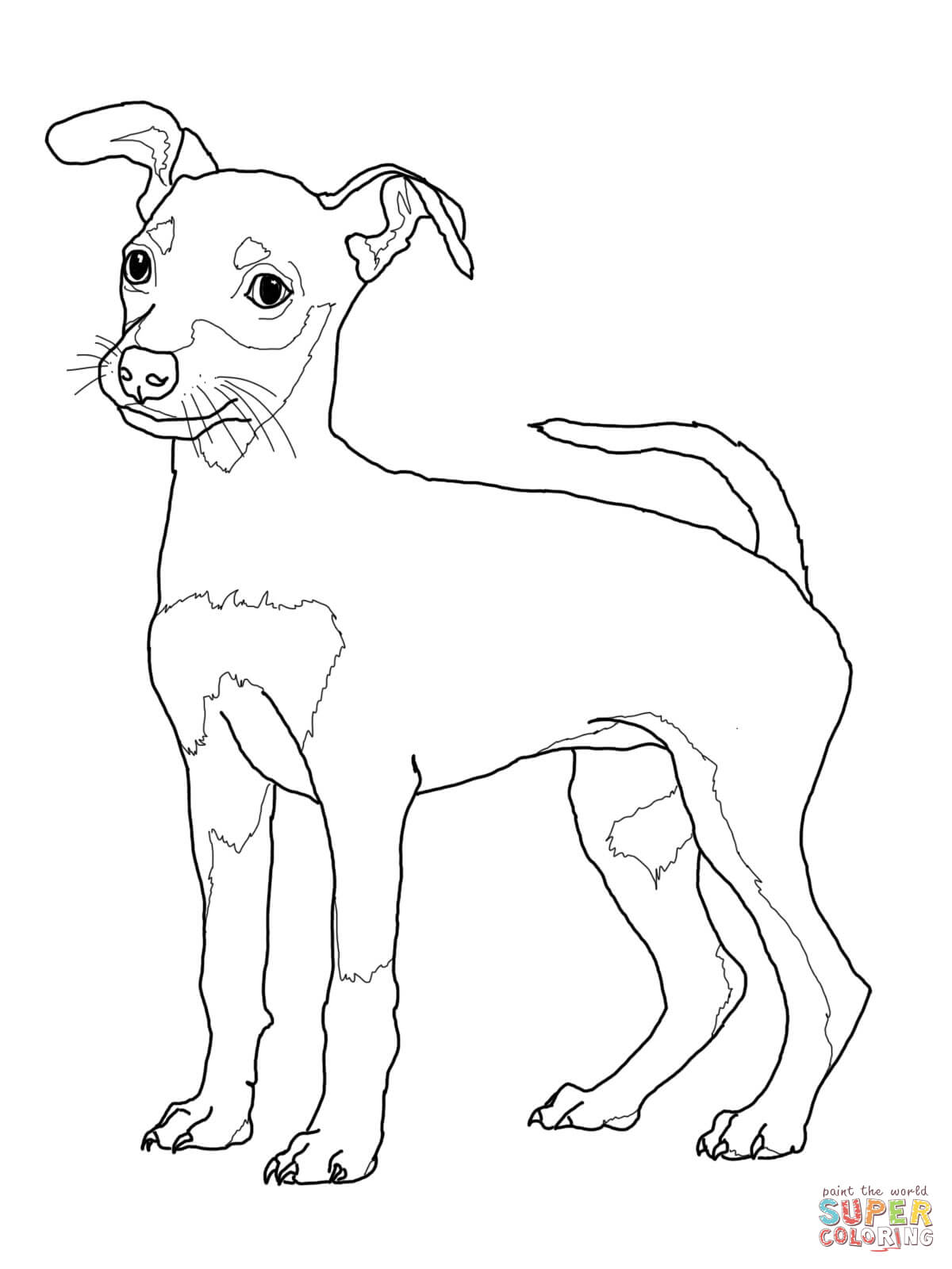1200x1600 New Miniature Pinscher Puppy Coloring Page