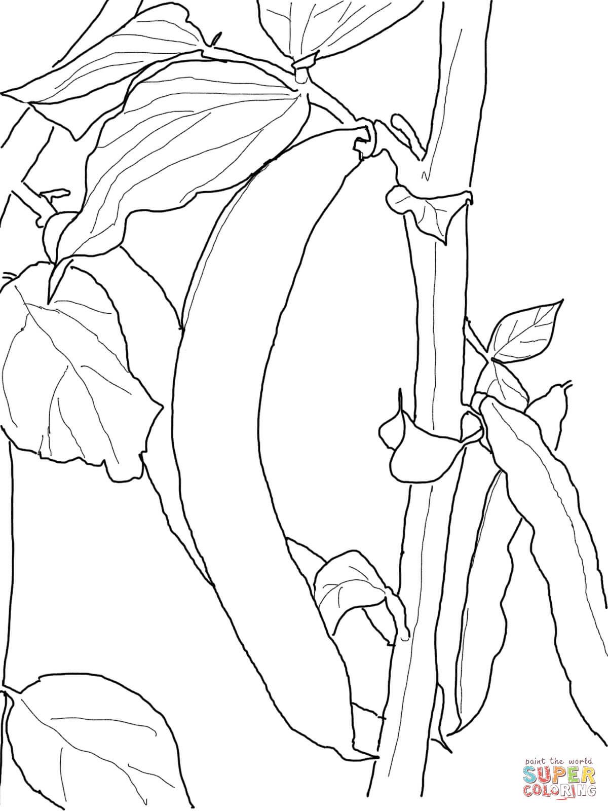 1200x1600 Green Beans Coloring Page Happy Bean Day! Green