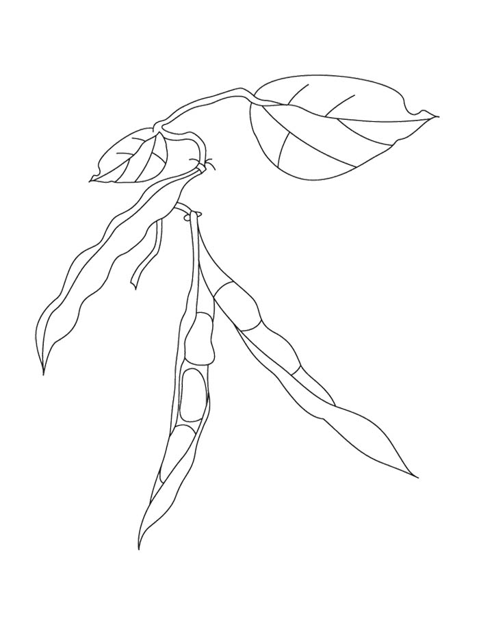 700x910 Kidney Beans Coloring Page Kids Coloring Pages