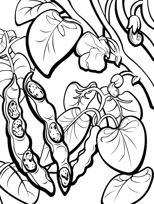 500x661 Pinto Bean Coloring Page Happy Bean Day! Pinto