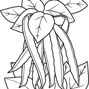 300x300 Beans Coloring Pages For Kids On Colors