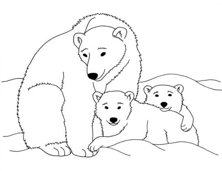 Polar Bear Coloring Pages Printable 730x563 Polar Bear Coloring Pages Printable