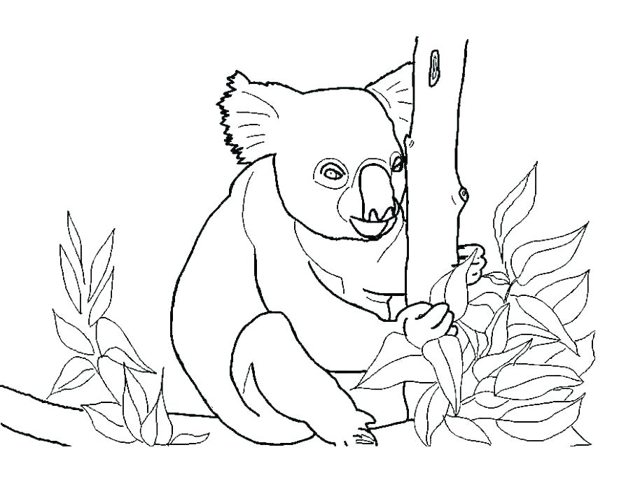 884x706 Koala Coloring Page Koala Coloring Page Koala Bear Coloring Pages