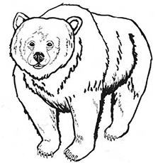 Top 10 Free Printable Brown Bear Coloring Pages Online 230x230 Top 10 Free Printable Brown Bear Coloring Pages Online