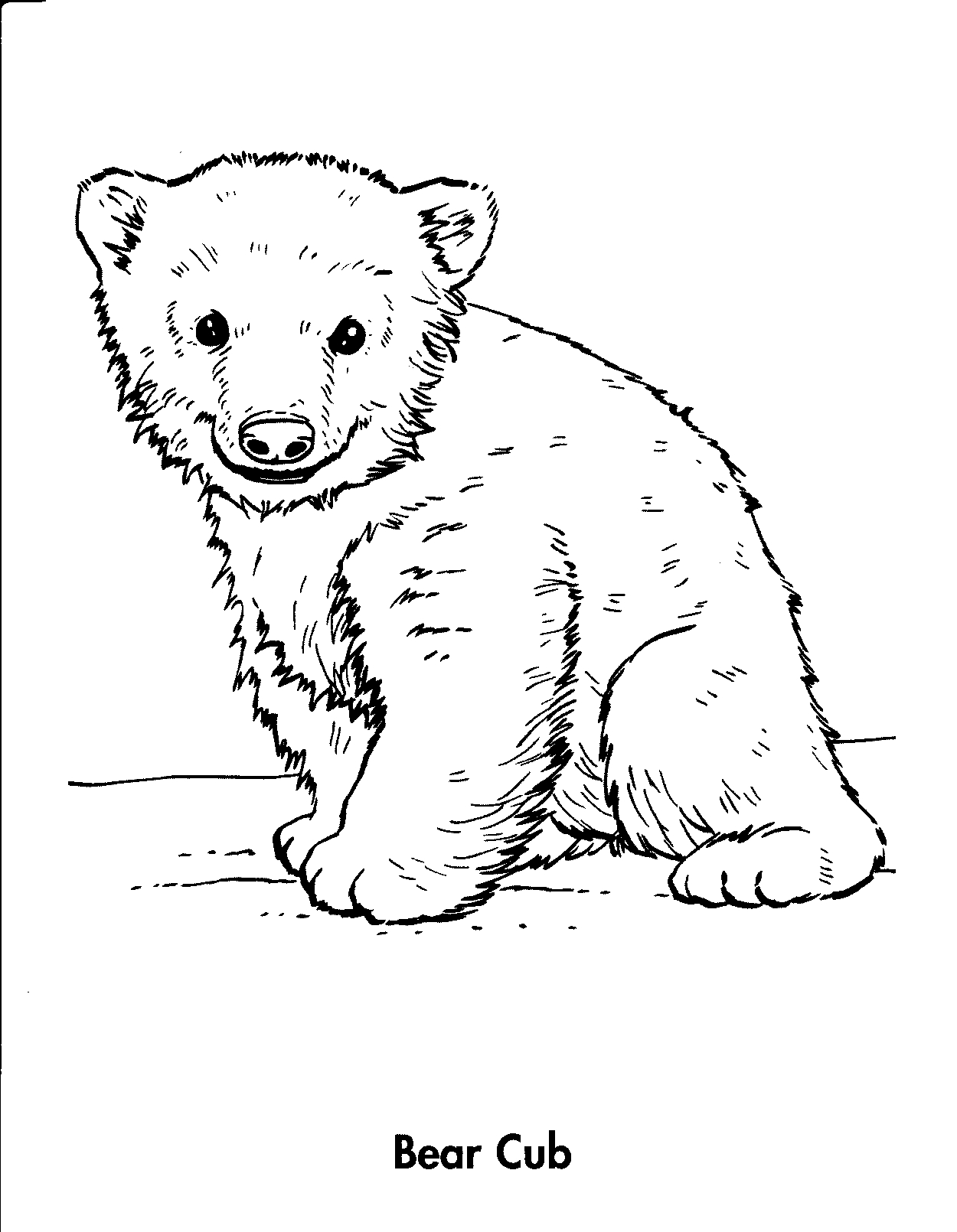 Bear Cub Coloring Pages Animals Cubs Related K 1250x1610 Bear Cub Coloring Pages Animals Cubs Related K