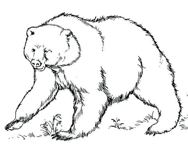 Bear Face Coloring Pages at GetColorings.com | Free printable colorings ...