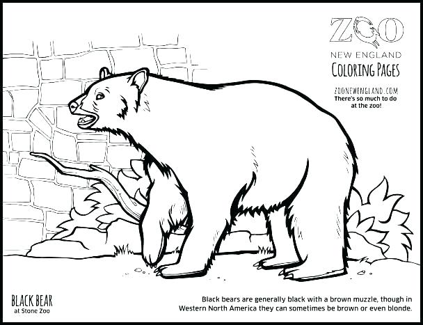 608x467 Black Bear Coloring Pages Coloring Pages Black Bear Coloring Page