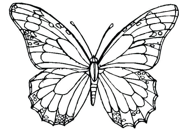 736x536 Butterflies Coloring Page Beautiful Creation Of Nature Butterfly