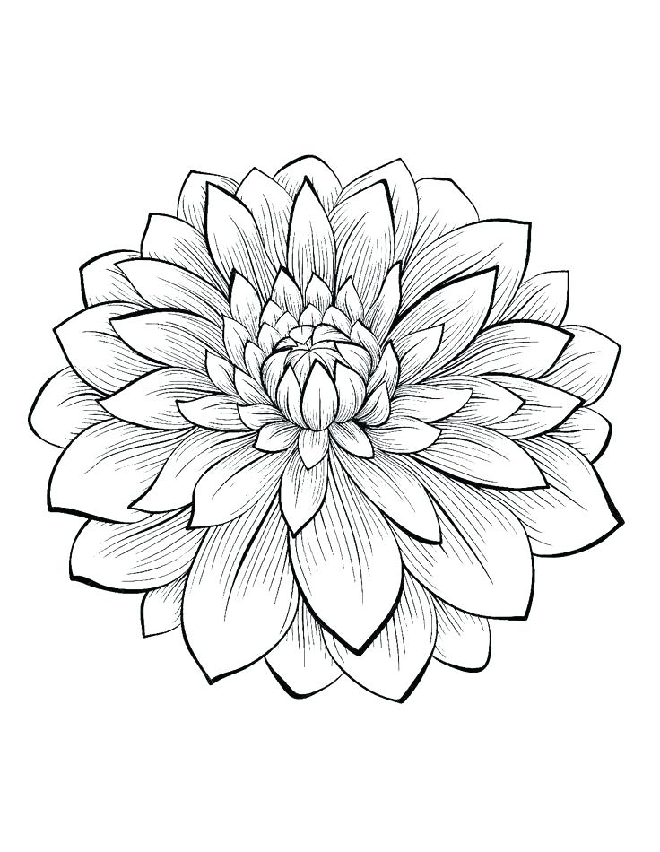 736x950 Beautiful Flower Coloring Pages Pretty Flower Coloring Sheets