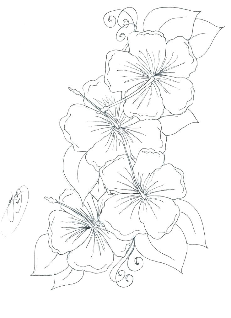 736x1013 Realistic Flower Coloring Pages Hibiscus Flower Coloring Pages