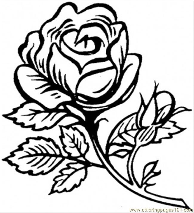 650x715 Beautiful Big Rose Coloring Page