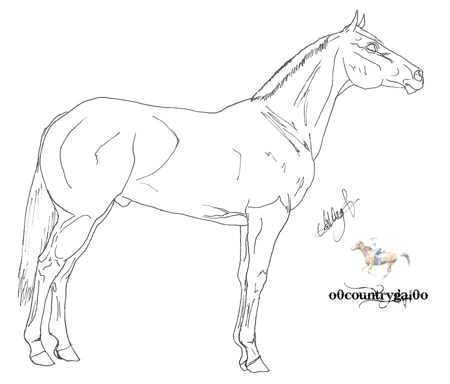 Beautiful Horse Coloring Pages 900x768 Beautiful Horse Coloring Pages