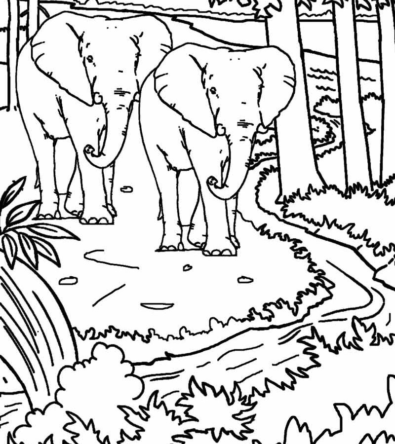 Nature Coloring Page For Kids With Rainbow Printable Beautiful 800x900 Nature Coloring Page For Kids With Rainbow Printable Beautiful