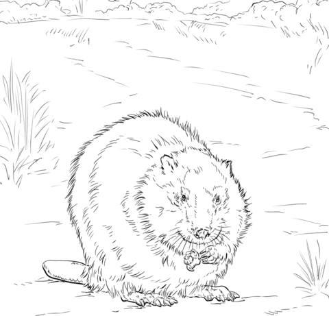 480x461 Canadian Beaver Coloring Page Beavers Category. Select