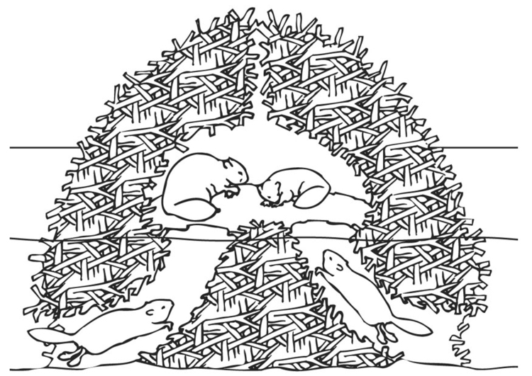 Coloring Page Beaver Nest 750x531 Coloring Page Beaver Nest