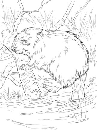 12 Best Beavers Images On Beavers, Beaver Scouts 323x430 12 Best Beavers Images On Beavers, Beaver Scouts