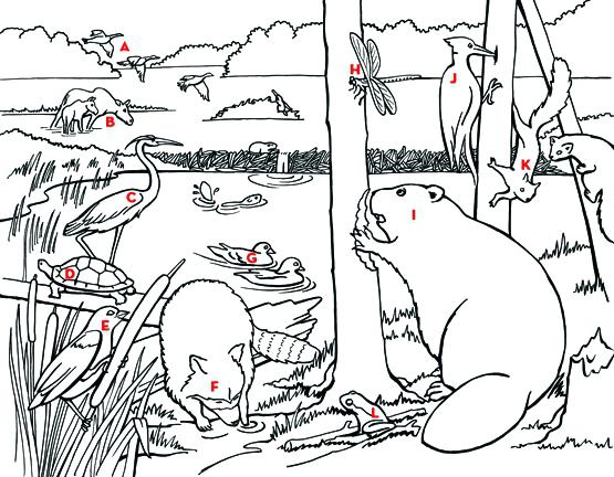 Pond Coloring Page Pond Animal Coloring Pages Pond Coloring Pages 555x432 Pond Coloring Page Pond Animal Coloring Pages Pond Coloring Pages