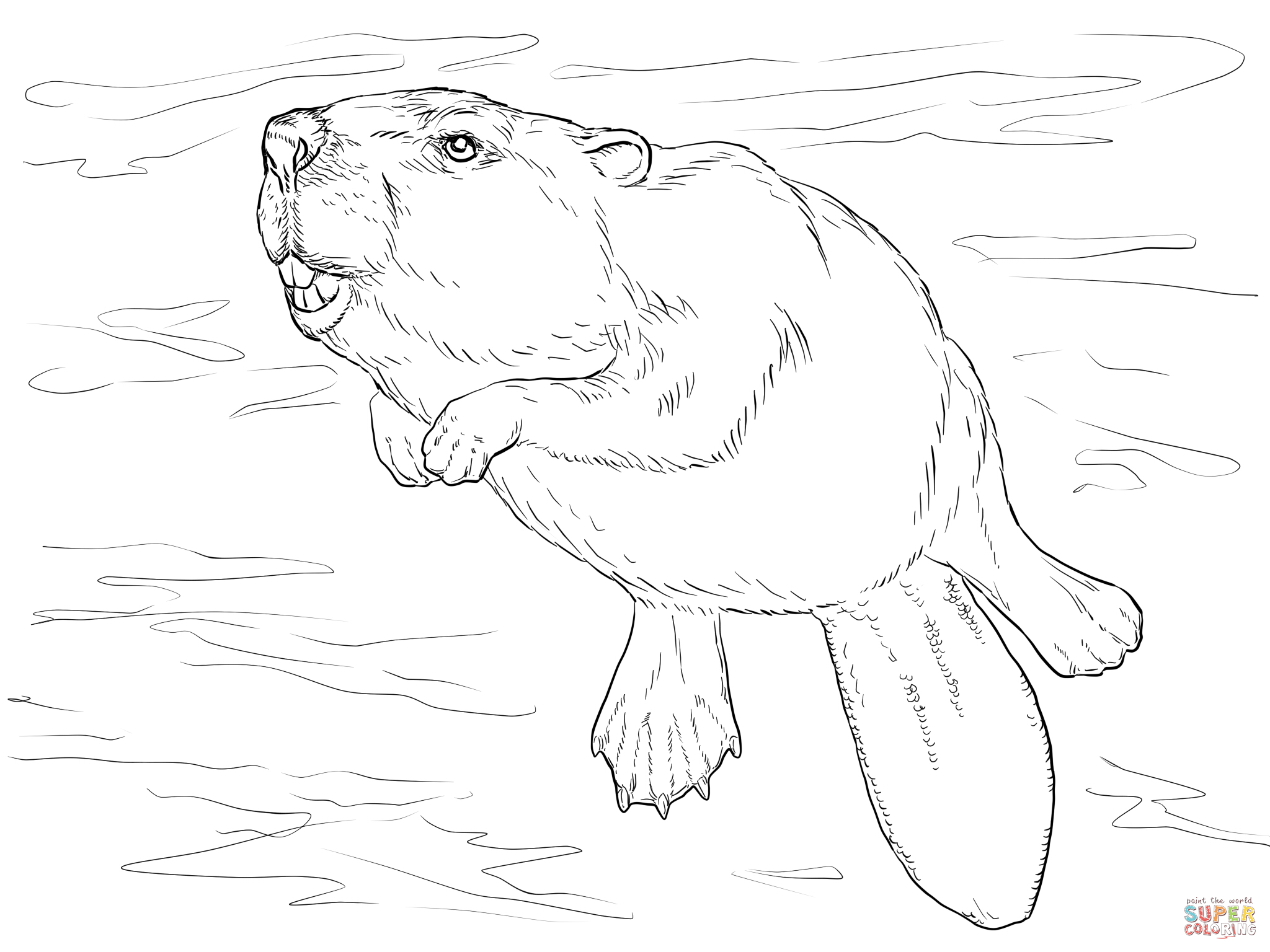 Swimming Beaver Coloring Page Education 2048x1536 Swimming Beaver Coloring Page Education