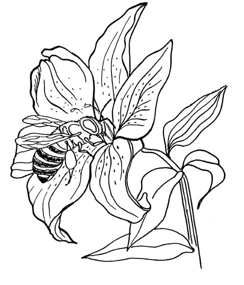 488x570 Bee And Flower Coloring Page