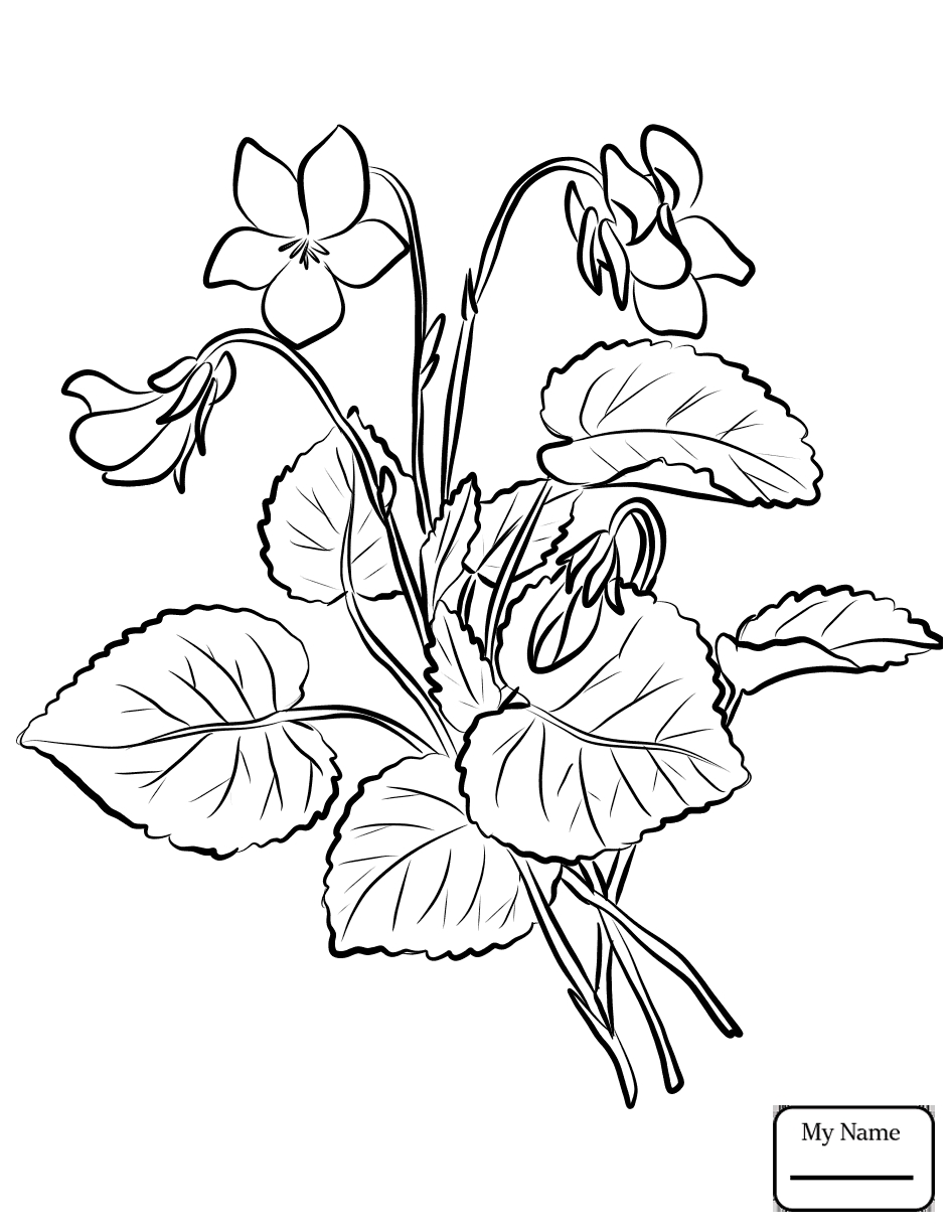 946x1224 New Violet Flower Coloring Pages Gallery Printable Coloring Sheet