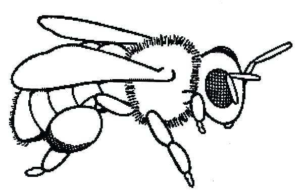 600x385 Bee For Coloring Baby Epic Honey Bee Coloring Pages