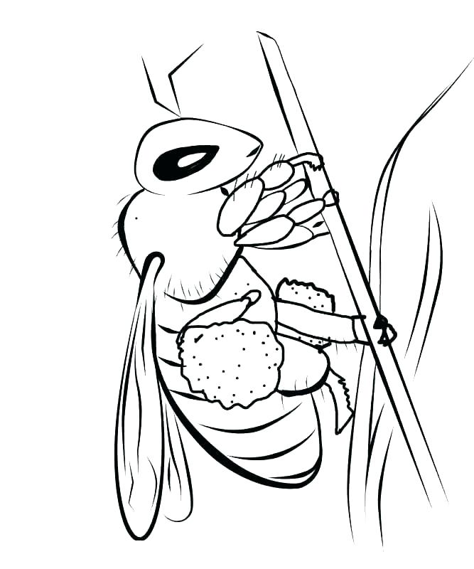 667x800 Bee Coloring Book Printable Coloring Bee Coloring Pages Printable