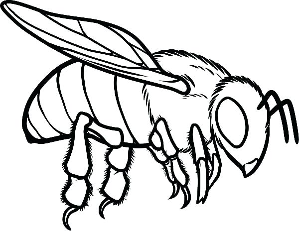 600x464 Bee Coloring Pages Honey Bee Coloring Pages Bee Coloring Pages Pdf