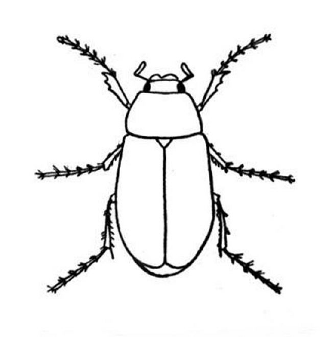 Bug Coloring Pages 650x659 Bug Coloring Pages